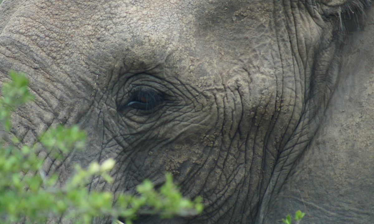 Elephant, Hluhluwe, SA